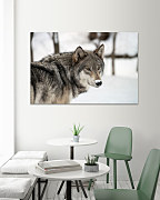 Obraz Vlk v zime